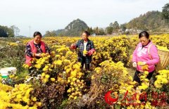 <b>重庆黔江：引种金丝皇菊 铺就致富金色路</b>