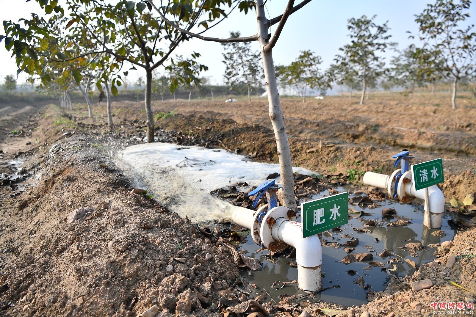 养殖场用猪粪发酵后的肥水灌溉核桃种植基地。新华社记者 李鑫 摄