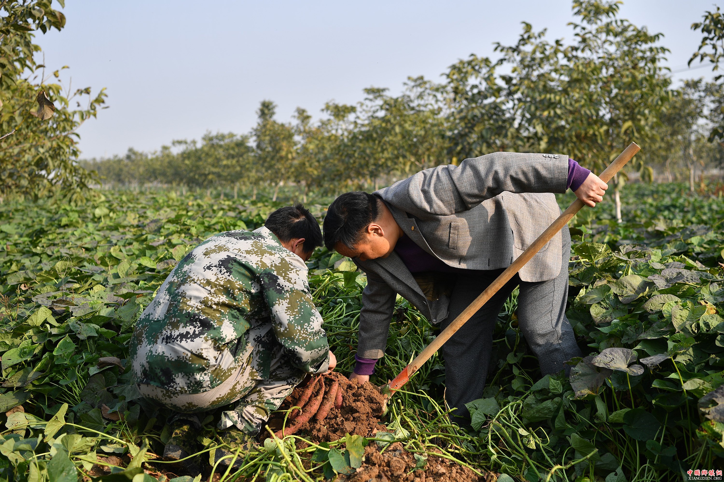 农民在有机肥改良后的农田里挖红薯。新华社记者 李鑫 摄