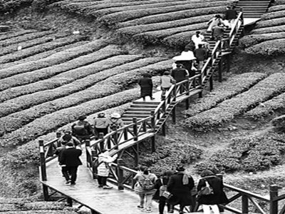 乡村振兴战略：农村发展新蓝图