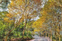 <b>峨眉山 又到漫山红叶时</b>