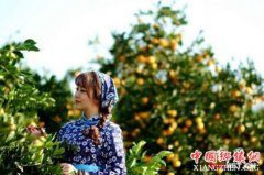 <b>湖南：黔阳冰糖橙节11月23日开幕 邀您品尝“橙之极品”</b>