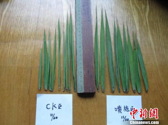 图为：水稻在新型叶面肥喷洒前后对比图。　熊义勤 摄