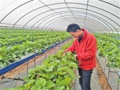 <b>云南红河州：高原特色农业风生水起</b>