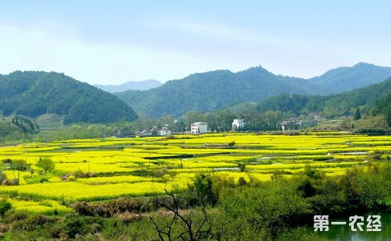 农村新政策为新时代“三农”发展指明了具体路径