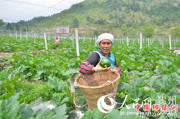 高桥蔬菜基地