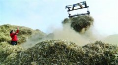 <b>小秸秆成了农民增收的“香饽饽” 利用率达80%以上</b>