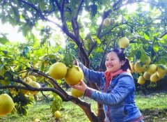 <b>凤凰菖蒲塘村——万亩果园醉心窝</b>