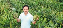 <b>澄迈“台农16号”凤梨上市 清甜可口受热捧</b>