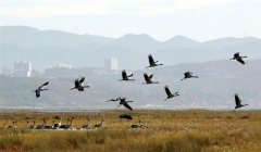 <b>贵州草海陆续迎来越冬候鸟</b>