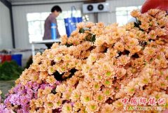 <b>山东沂源：鲜花铺出“致富路” 帮助贫困户脱贫</b>