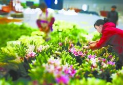 <b>2017中国中部（湖南）农博会  花香袅袅</b>