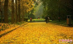 <b>成都最全银杏观赏指南出炉</b>