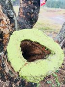 <b>新津：一树一策救濒危古梨树群 造百里香雪海</b>