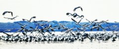 <b>1500多只东方白鹳栖息曹妃甸湿地</b>
