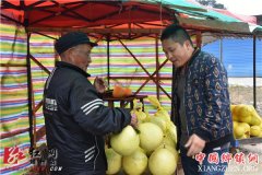 <b>甜蜜的“致富果” 靖州土溪蜜柚上市俏销</b>