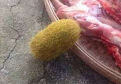 <b>十堰村民杀猪剖出“猪宝” 专家：没啥价值</b>