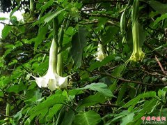 <b>四川内江：夫妻误食曼陀罗花中毒 因那个花长得很乖</b>