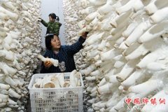 <b>阳城县凤城镇农民采摘杏鲍菇 变废为宝促增收</b>