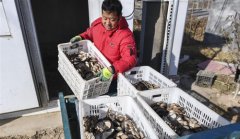 <b>河北故城：小蘑菇铺就致富路</b>