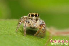 <b>海南五指山：蜘蛛成贫困户脱贫致富的宝贝疙瘩</b>