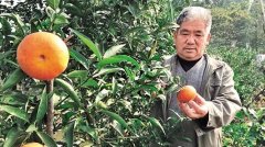 <b>内江养殖大户陈端仓：回乡养甲鱼 “抱团”共致富</b>