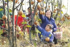 <b>光山“黄金梨”成农民“致富果” 贫困户全部脱贫</b>