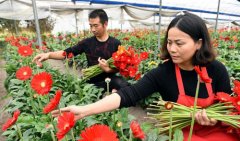 <b>温室鲜切花 花开致富路</b>