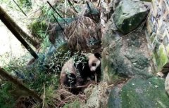 <b>四川洪雅瓦屋山镇发现一只成年野生大熊猫</b>