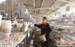 <b>重庆宝峰镇：一男子养肉鸽 带动村民实现年收入400多万</b>