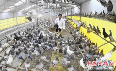 <b>安徽利辛：绿色养殖助力脱贫</b>