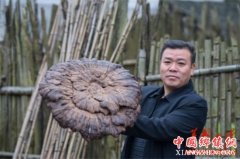 <b>南山国家公园惊现野生巨型灵芝 伞部达54厘米宽</b>