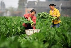 <b>江西：南康蔬菜产业成农民增收“绿色银行”</b>