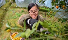 <b>广西：“海归”姑娘卖金桔</b>