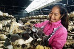 <b>四川贵州：“香菇嫂”王道菊 年收入十万</b>