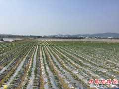 <b>海南三亚：建设内地城市的冬季直供菜园</b>