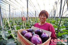 <b>河北泊头：巧打“反季牌”助农冬季增收</b>