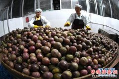 <b>柳州：百香果变“百宝果” 撬动生态大产业</b>