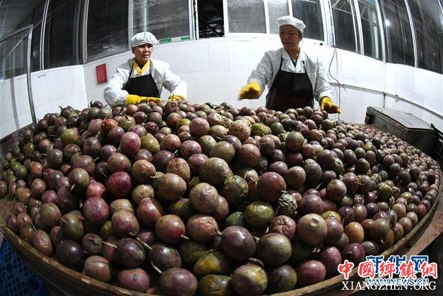 【焦点图】柳州:百香果变“百宝果” 撬动生态大产业 【焦点图】柳州:百香果变“百宝果” 撬动生态大产业