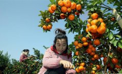 <b>广西桂林：沙糖桔丰收上市</b>