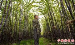 <b>贵州：农民甘蔗丰收5000万斤 5毛一斤无人问津</b>