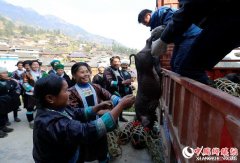 <b>融水特色生态黑香猪养殖助农脱贫</b>