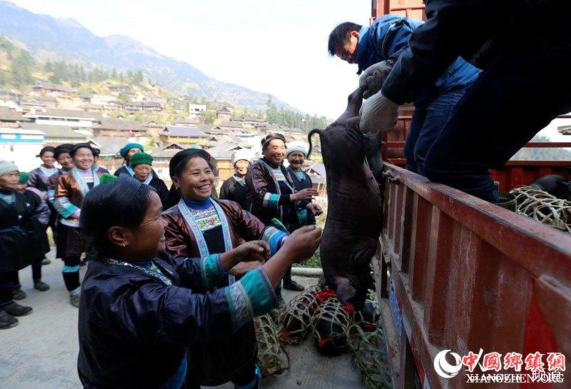 融水特色生态黑香猪养殖助农脱贫2