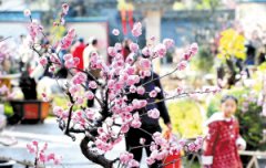 <b>昆明黑龙潭公园再现“两梅同赏”</b>