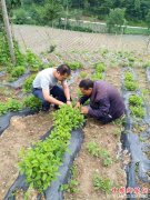 <b>武汉农业界有个70人“博士天团” 帮扶三农五获全省先进</b>