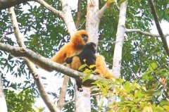 <b>世界“最孤独”海南长臂猿仅剩27只 曾被怀疑已灭绝</b>