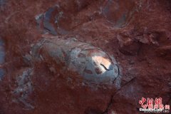 <b>江西一工地发现20余枚恐龙蛋化石 距今1.3亿年</b>