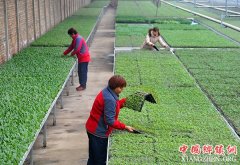 <b>河北肃宁：特色种植助农增收</b>