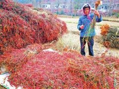 <b>曲靖：会泽乐业辣椒红似火</b>