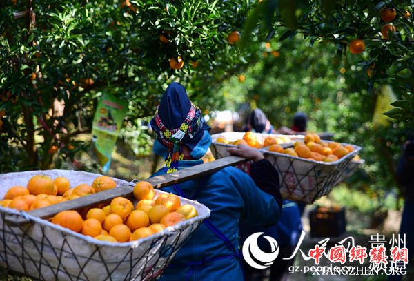 12月26日,贵州省丹寨县排调镇方胜村椪柑种植基地,果农挑运刚采摘的椪柑。(杨武魁 摄)